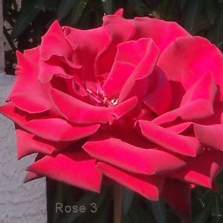 rose applique pattern